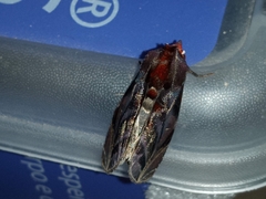 Hemicephalis alesa