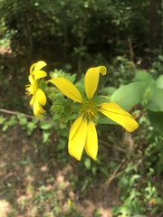 Silphium asperrimum