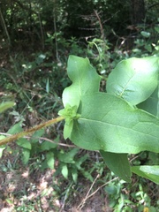 Silphium asperrimum