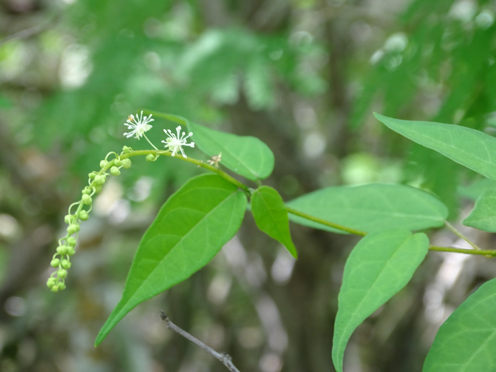 Croton roxanae