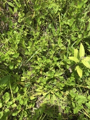Rudbeckia terranigrae