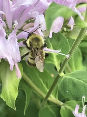 Bombus bimaculatus