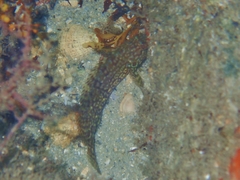 Labrisomus conditus