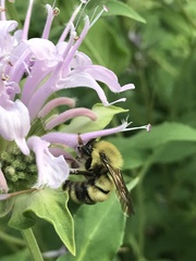 Bombus bimaculatus