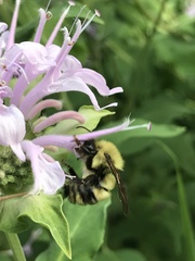 Bombus bimaculatus