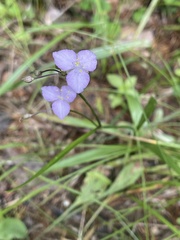 Callisia rosea