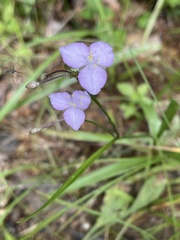 Callisia rosea