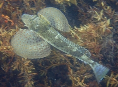 Prionotus scitulus