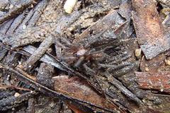 Paraembolides variabilis
