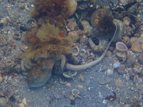 American Octopus (Octopus americanus), a species recorded in Florida