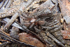 Paraembolides variabilis
