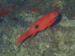 Apogon maculatus