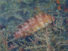 Xyrichtys splendens