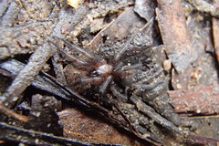 Paraembolides variabilis