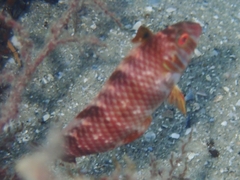 Xyrichtys splendens