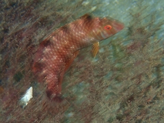 Xyrichtys splendens