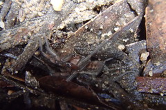 Paraembolides variabilis