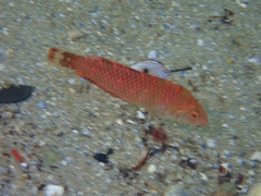 Xyrichtys splendens