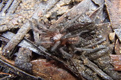 Paraembolides variabilis