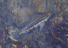 Serranus baldwini