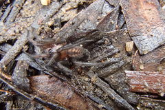 Paraembolides variabilis