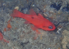 Apogon maculatus