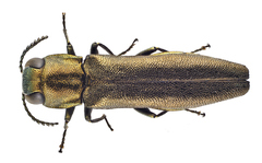 Agrilus olivicolor