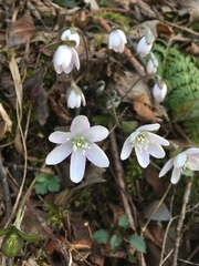 Hepatica acutiloba
