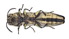 Agrilus olivicolor