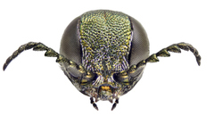 Agrilus olivicolor