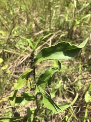 Solidago rigida glabrata