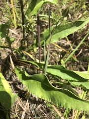 Solidago rigida glabrata