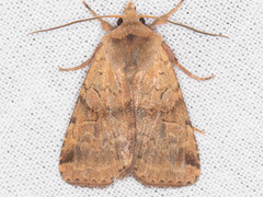 Diarsia esurialis