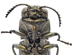 Agrilus olivicolor