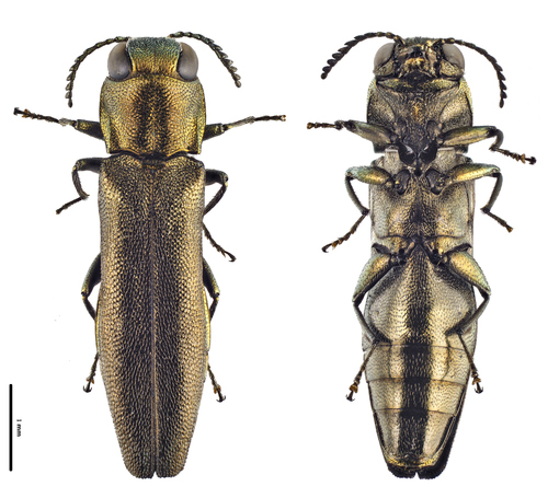 Agrilus olivicolor
