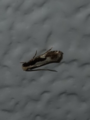 Monopis dorsistrigella