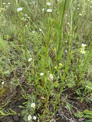 Erigeron allisonii