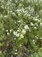 Erigeron allisonii