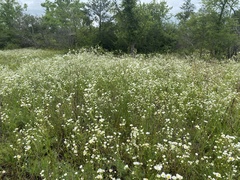 Erigeron allisonii