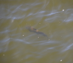 Ictalurus punctatus
