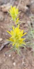 Castilleja flava flava
