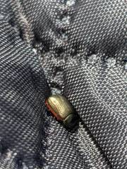 Chrysolina marginata