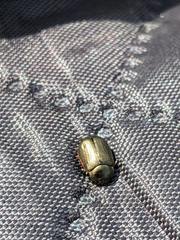 Chrysolina marginata