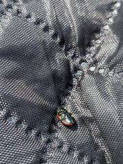 Chrysolina marginata