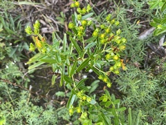 Hypericum sphaerocarpum