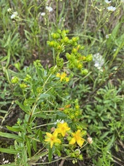 Hypericum sphaerocarpum