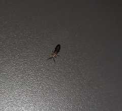 Acoloithus falsarius
