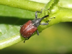 Anthonomus haematopus