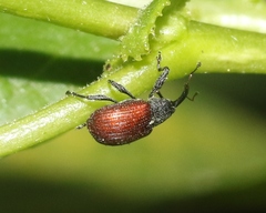 Anthonomus haematopus