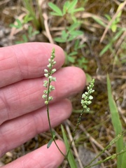 Polygala ambigua